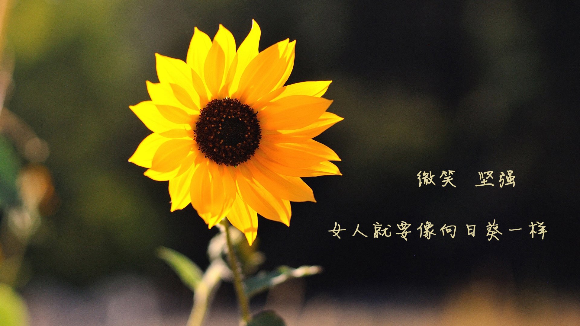 _运动员反兴奋剂教育：维护运动纯洁性_，运动员反兴奋剂标语