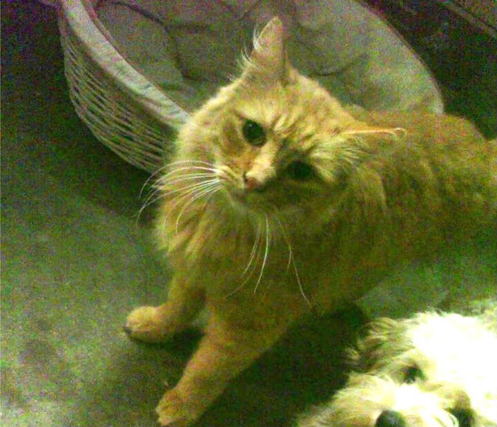 曼联青年队教练强调基本功决定上限，曼联青训未来六大巨星